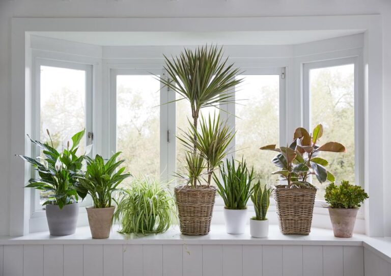 Indoor Plants That Improve Air Quality