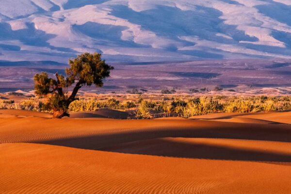 Best Desert Landscapes to Explore