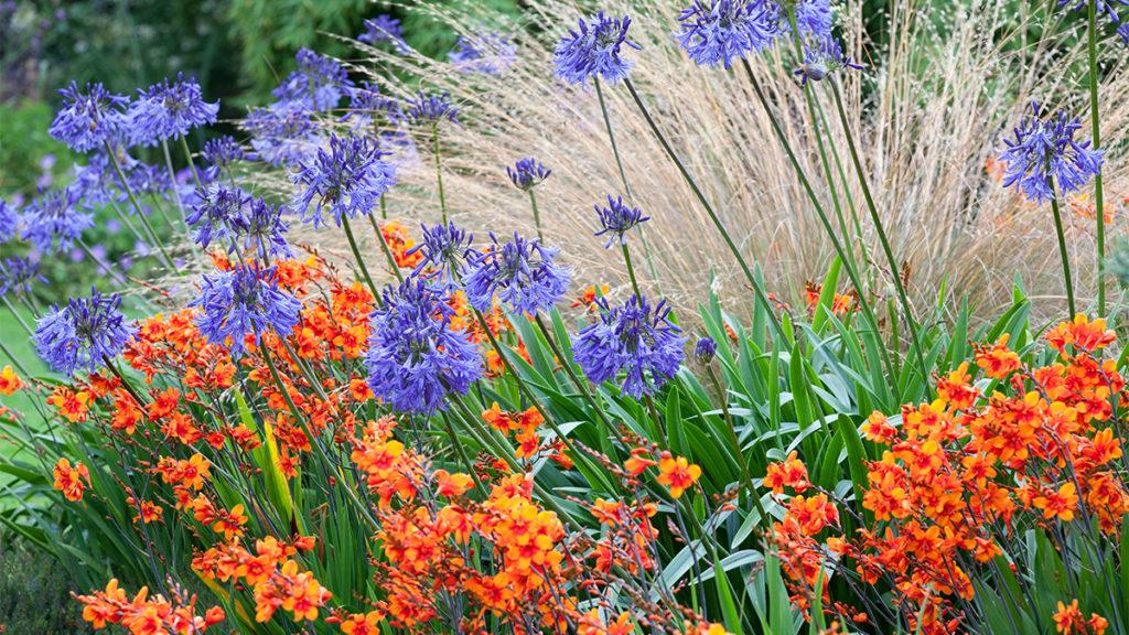 Best Perennials for Year-Round Color