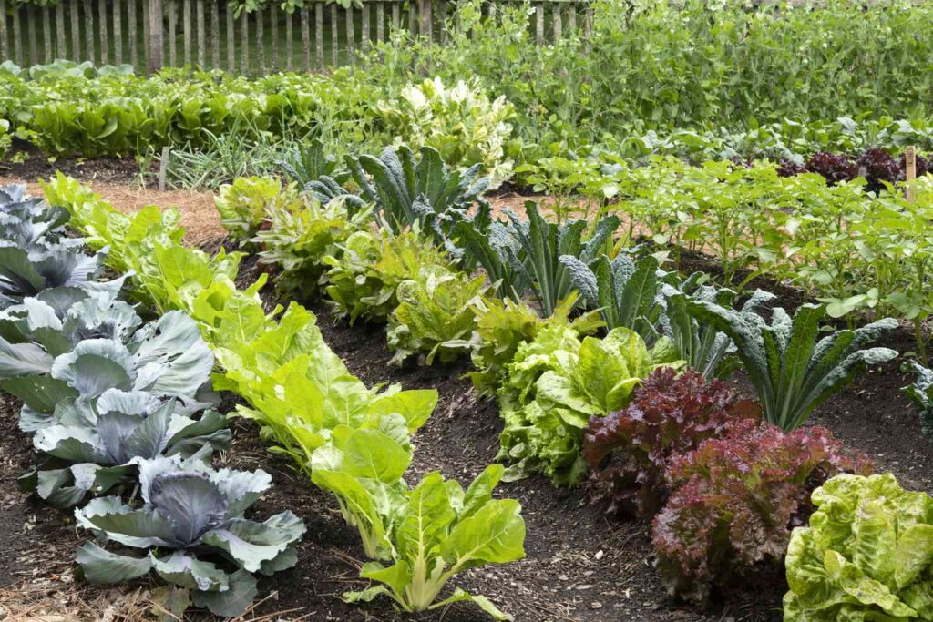 Best Tips for Organic Gardening