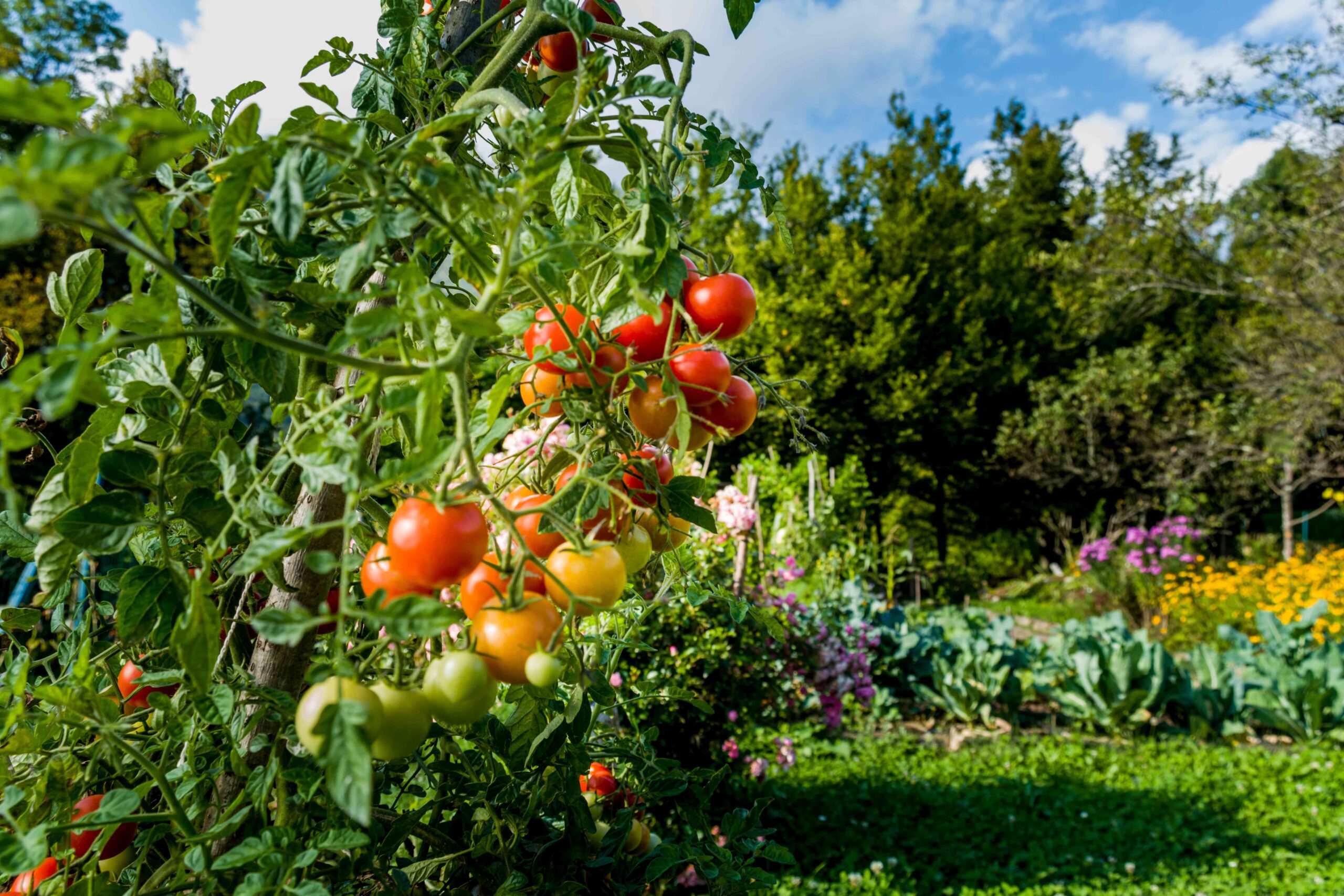 Best Tips for Organic Gardening