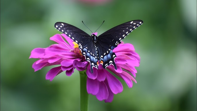 Best Ways to Attract Butterflies