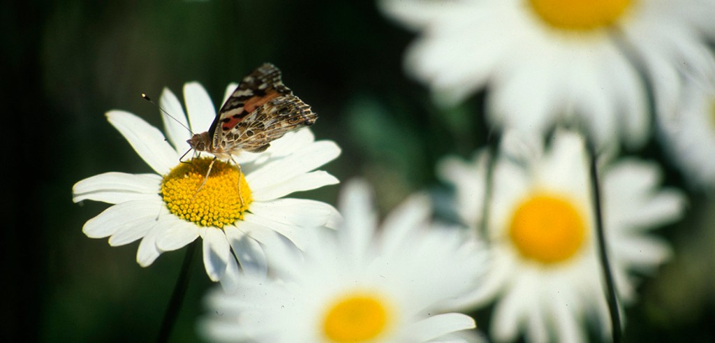 Best Ways to Attract Butterflies