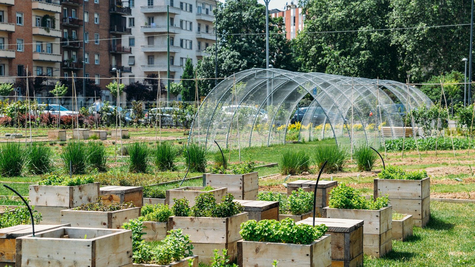 Top Benefits of Urban Gardening