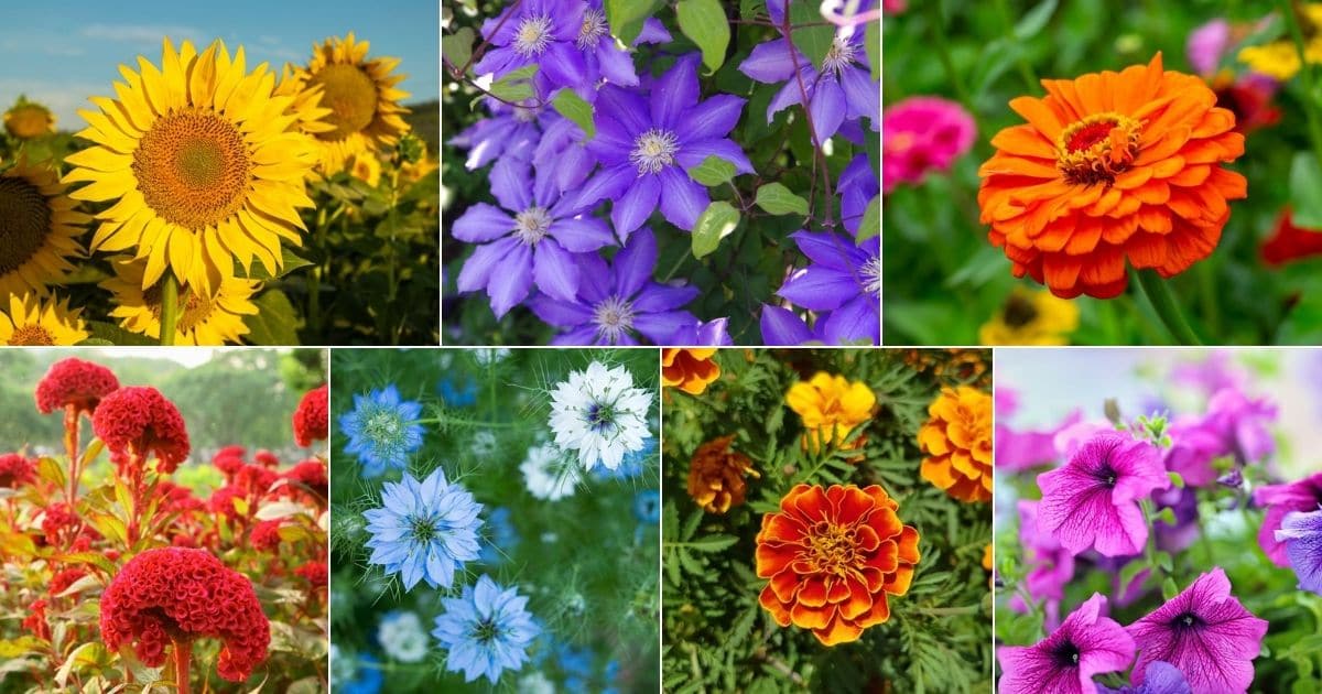 Top Flowers for Summer Gardens