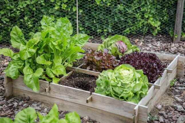Top Vegetables for Small Yards