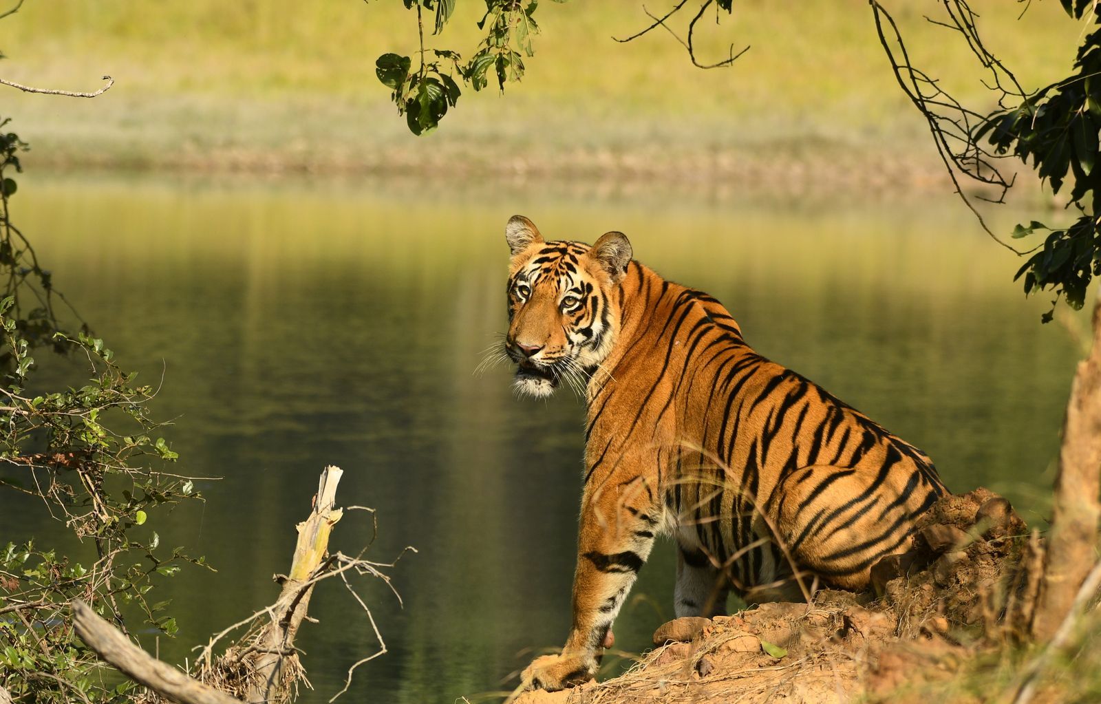 Wildlife Sanctuaries to Visit in 2025