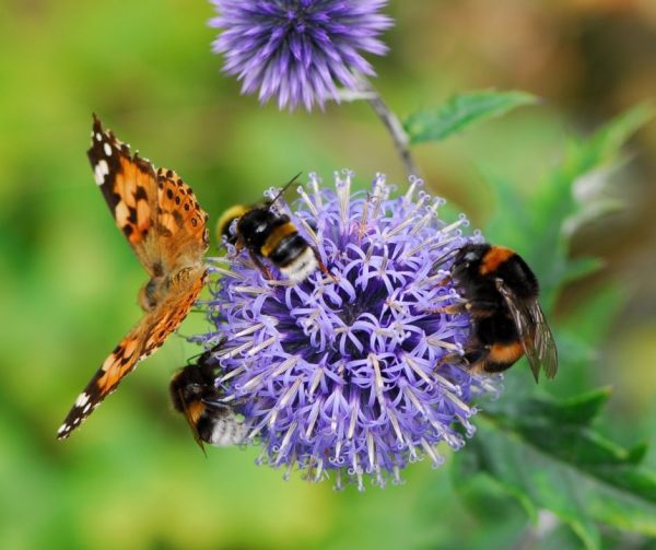 The Role of Pollinators in Gardening
